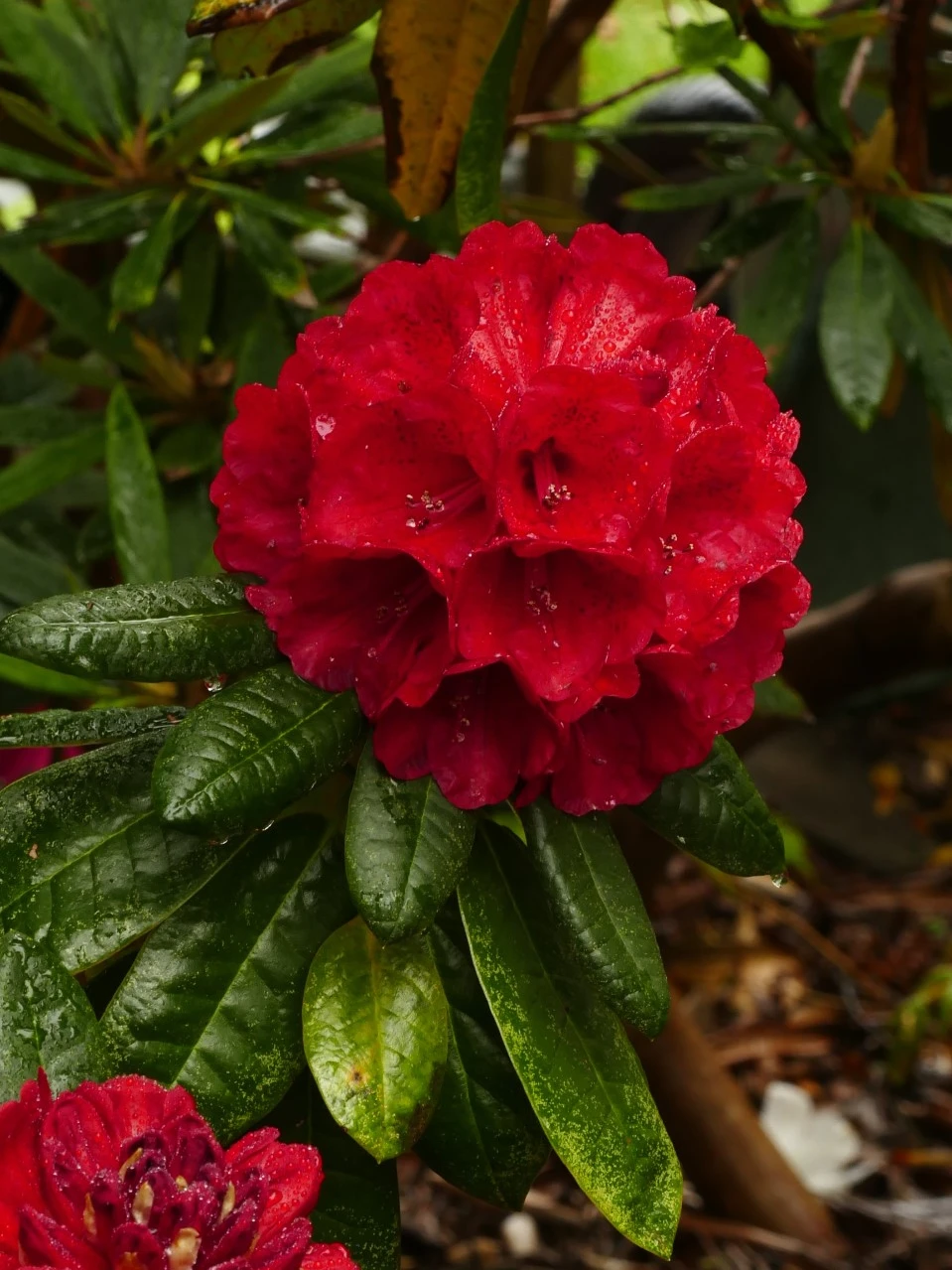 'Rubicon'